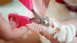 How To Sharpen Dog Nail Clippers How To Sharpen A Nail Clipper Amazing Method Razor Sharp