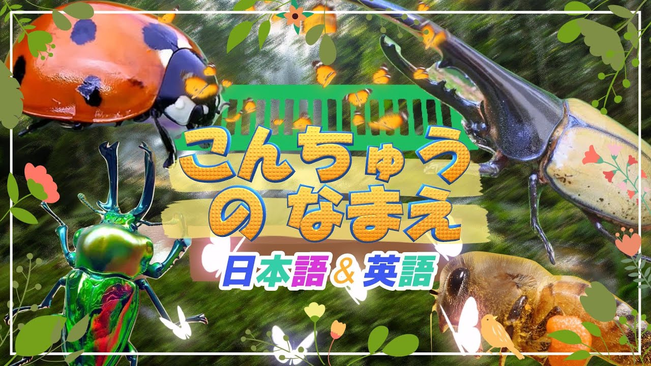 【こんちゅうのなまえ】こんちゅう発見！ こんちゅうを探そう♪ヘラクレスオオカブト テントウムシ ハチ を日本語＆英語で紹介！