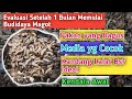 8. KENDALA-KENDALA &amp; SARAN SETELAH 1 BULAN MEMULAI BUDIDAYA MAGOT