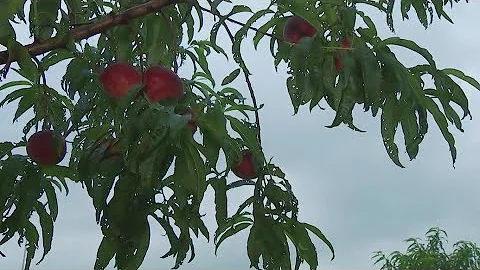 Picking peaches at Jenschke Orchards in Ferdericksburg | FOX 7 Austin