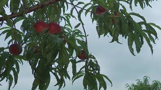 Picking peaches at Jenschke Orchards in Ferdericksburg | FOX 7 Austin