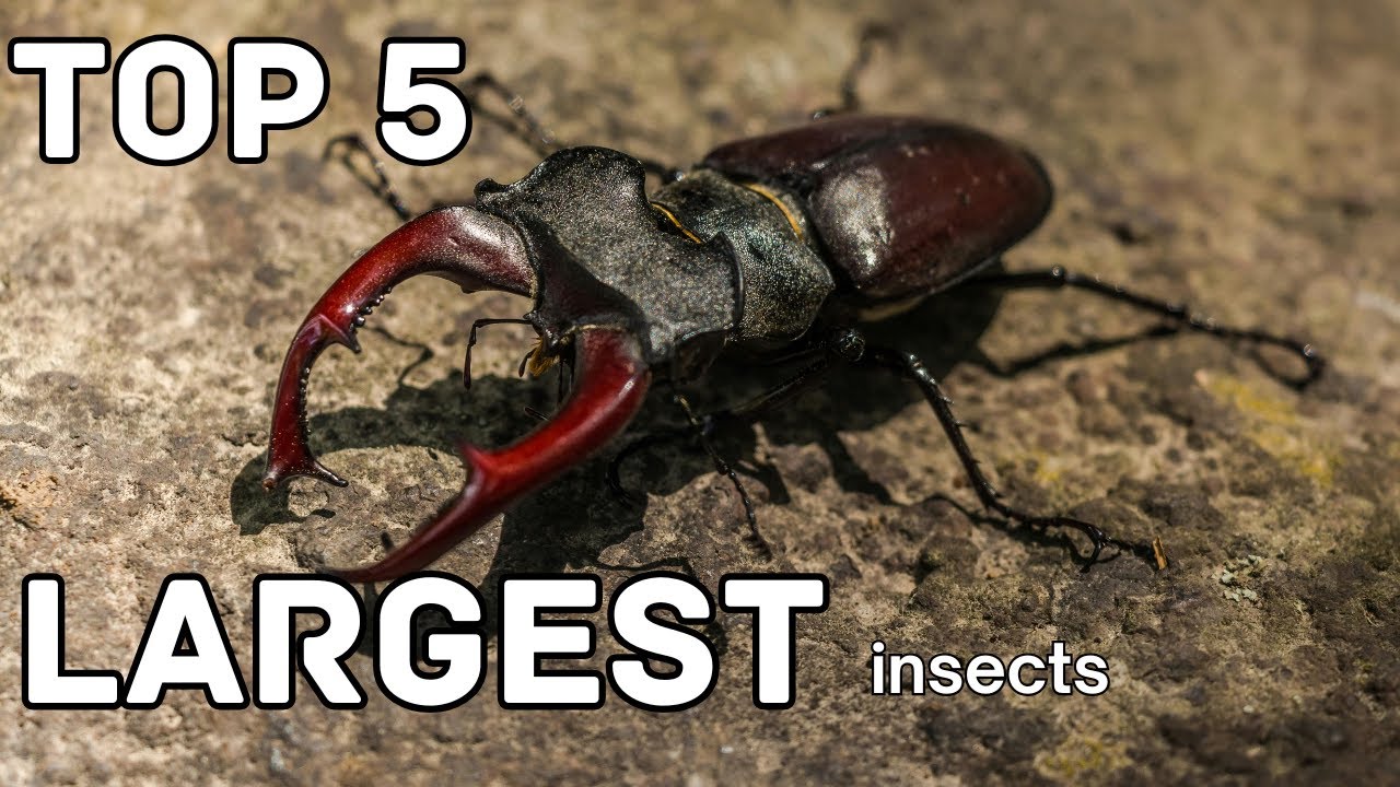 Top 5 Largest Insects in the World - YouTube