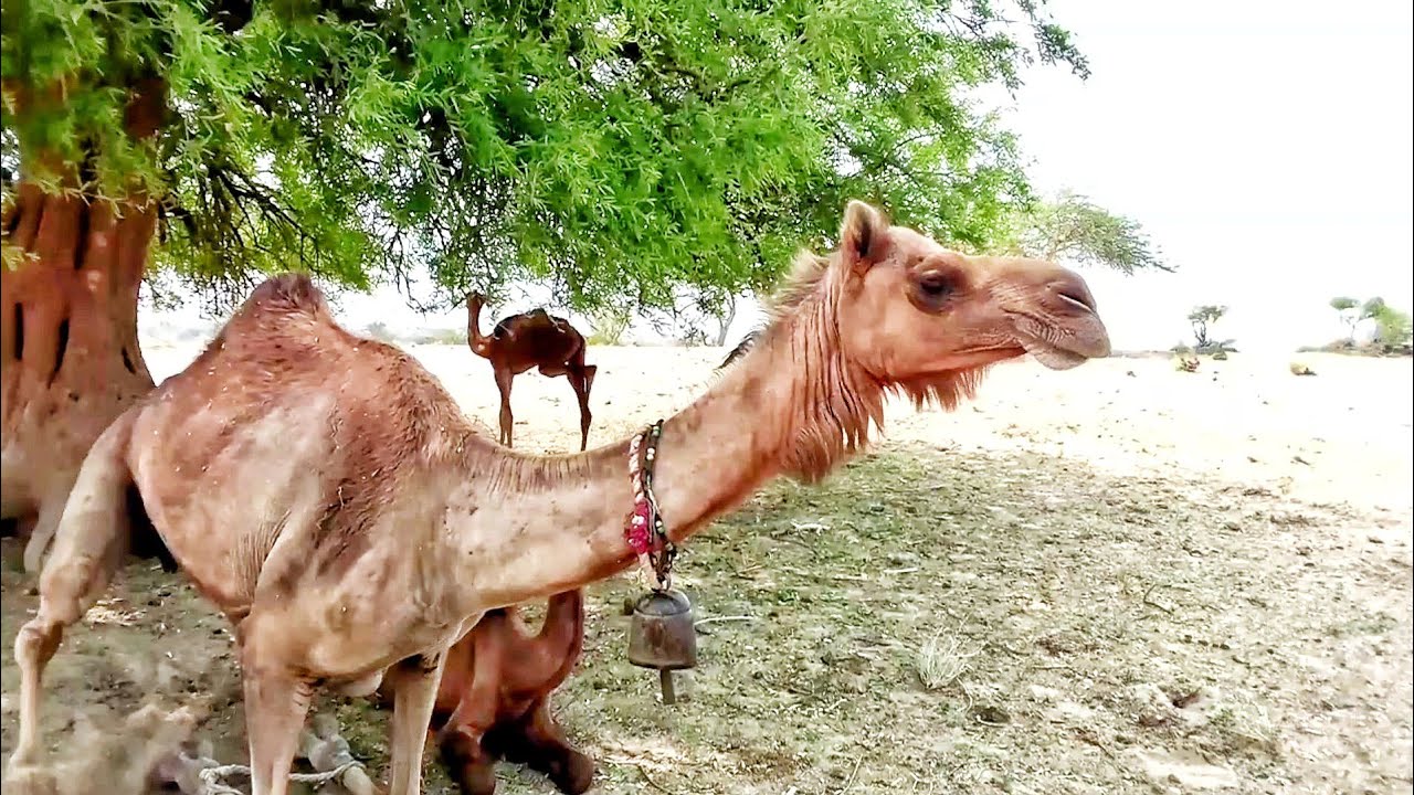 A Female Camel Ready For Meeting || Camel by Camel || THAR of ANIMAL 
