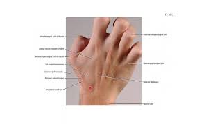 ANATOMICAL SNUFF BOX