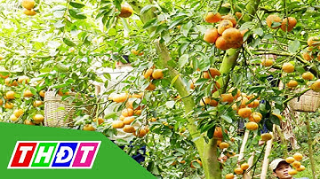 Quýt hồng Núi Cấm cháy hàng cận Tết | THDT