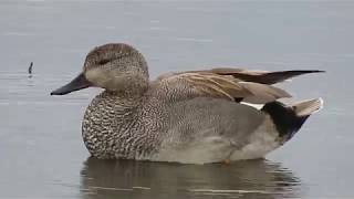 170521#25   Gadwall