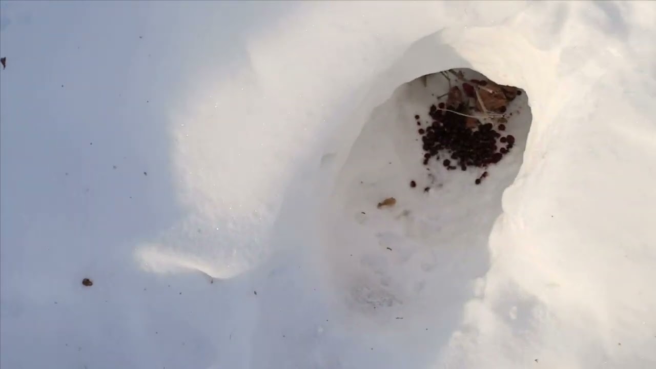 Проверка капканов часть 〽️ 25, пролов, лоси на фотоловушки.