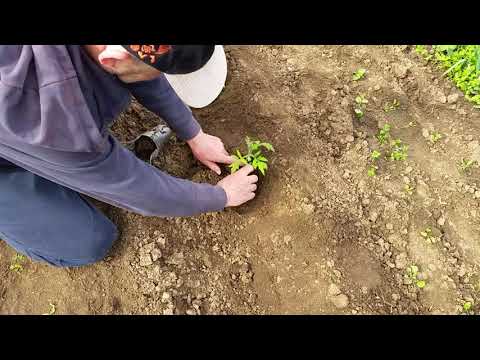 Видео: Засаждане на домат на открито