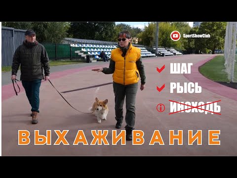Видео: Пара берет прогулку собаки по пересеченной местности, чтобы повысить осведомленность для терапии домашних животных и спасения животных