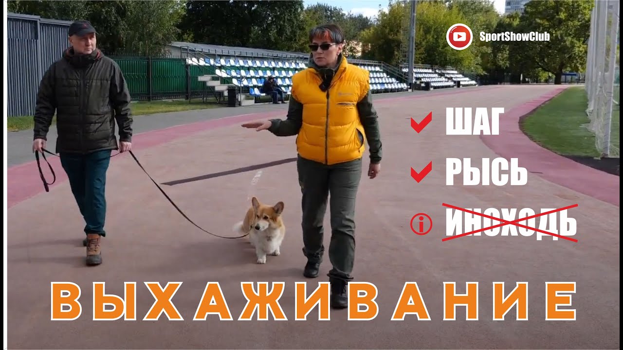 Выхаживание собаки на поводке шагом и рысью. Устранение иноходи.