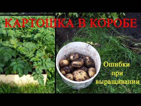 Картофель в коробе. Ошибки при выращивании