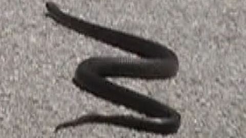 Watch Out For Snakes 6 1 11