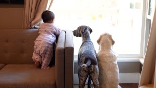 Adorable Dogs and Baby Sibling Await Dad's Return! Heartwarming by Zazu Talks 364,632 views 8 months ago 2 minutes, 21 seconds