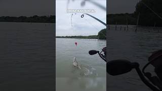 Dikira ikan buntal..!! Ternyata kakap yang makan umpan #mancing #kakapputih #barramundi #fishing
