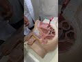 3ra parte, Identificación Aparato reproductor masculino / Anatomía con el Dr. José Campos Penn 
