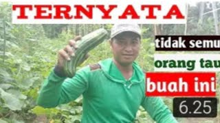 How to plant krai to bear abundant fruit