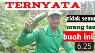 Cara menanam krai agar berbuah lebat