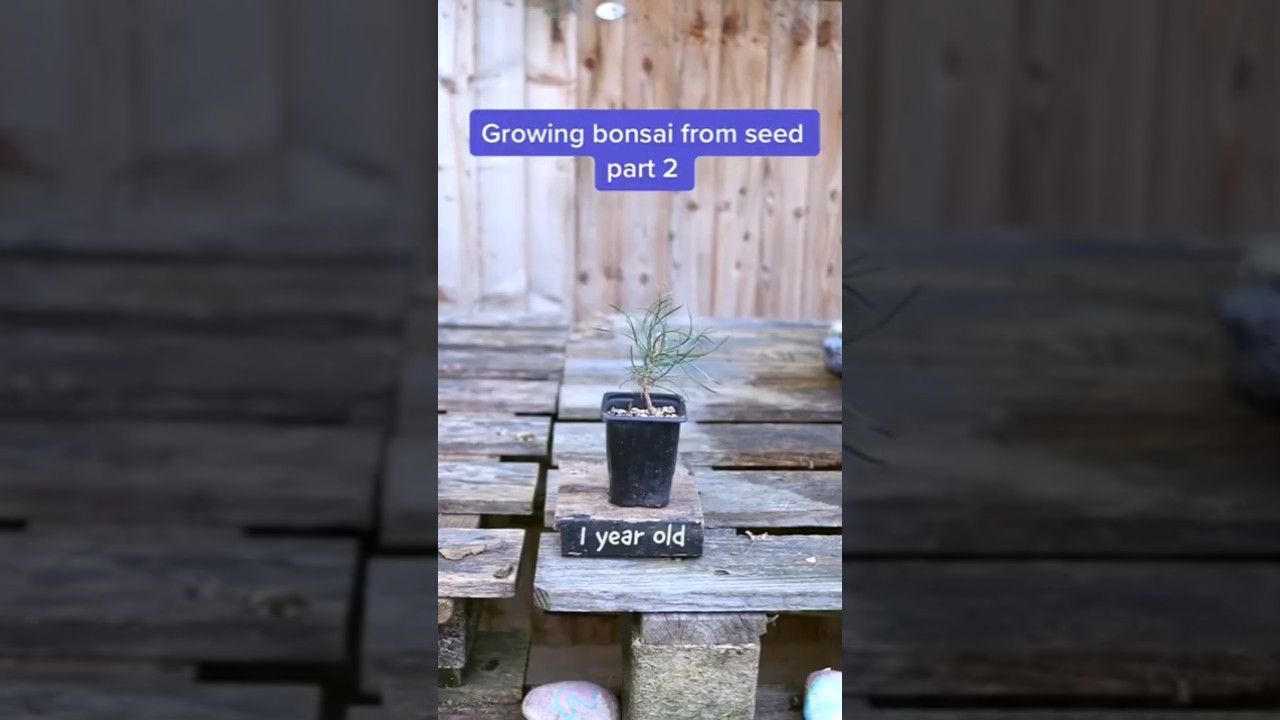 Part 2 : How to grow bonsai from seed