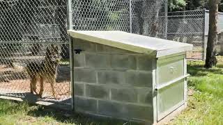 Exclusive 2026 Kennel Tour! Kraftwork K9 Pro German Shepherds
