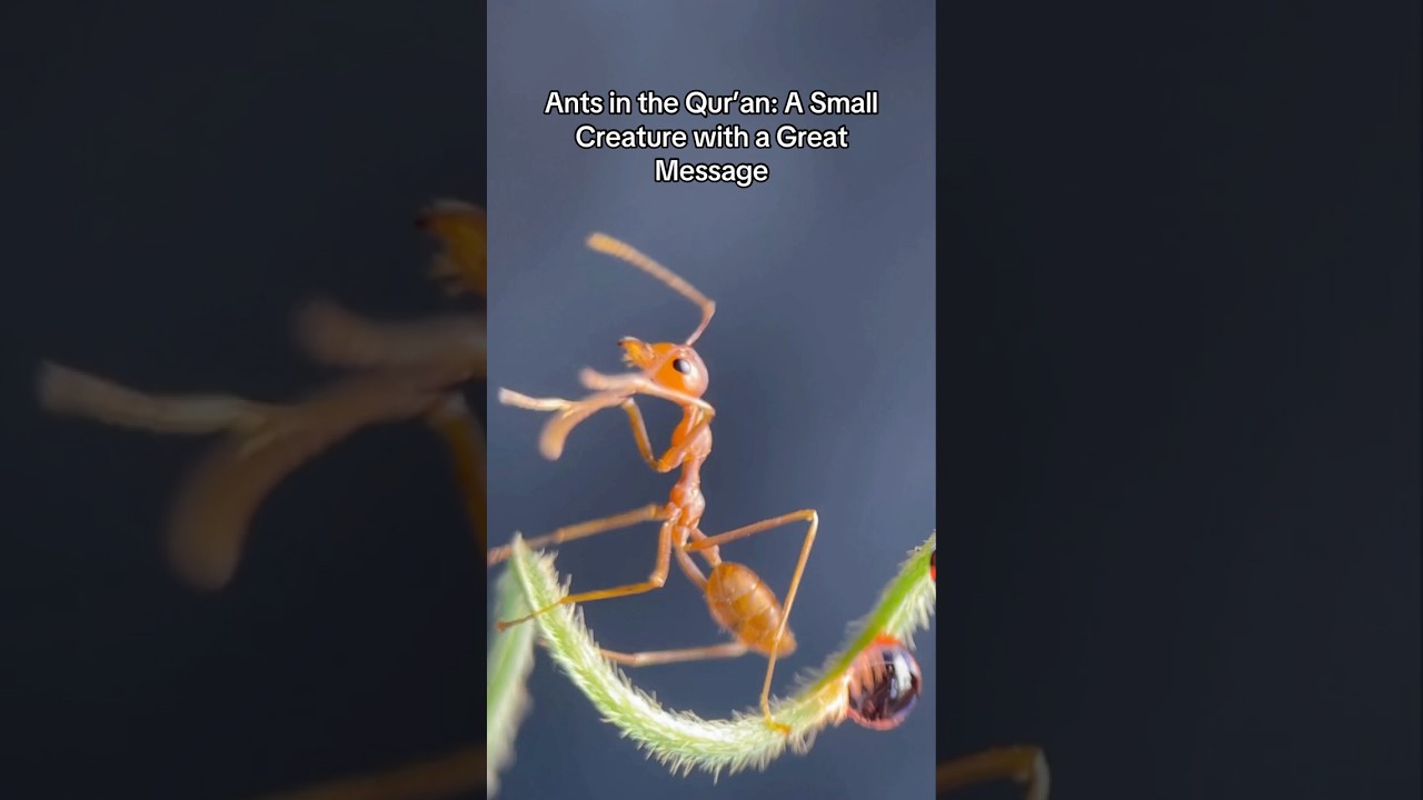 Муравьи в Коране: маленькое существо с великим посланием 