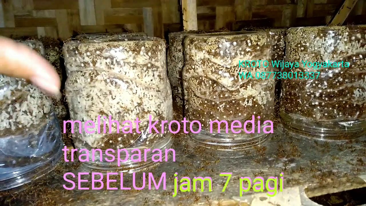Kroto Wijaya Yogyakarta Kelemahan Kelebihan Berbagai Media