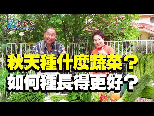 秋季最適合種的蔬菜 如何種長得更好 Youtube