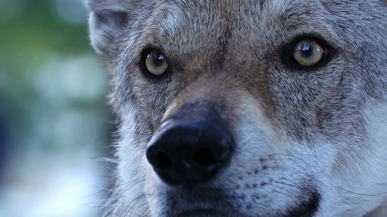 Sila 3 Vette winter Challenge – Icarus ep. 27 – st. 2