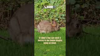 My bunny is back 🐰. He’s having the best day and it shows🌿 #bunny #rabbit #best #lifeisbutadream
