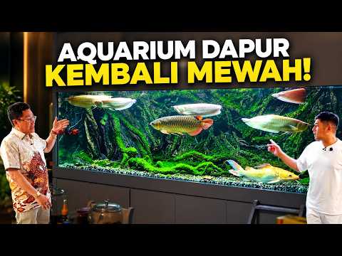 AKHIRNYA AQUARIUM DAPUR GW JADI MEWAH KEMBALI DENGAN ARWANA ALBINO INI!