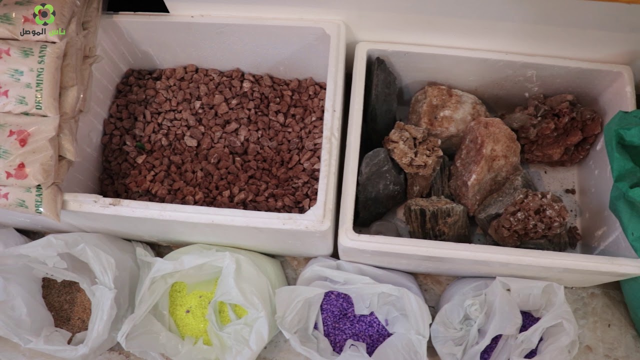 أكبر حوض لأسماك الزينة في مدينة الموصل .. لا يفوتكم#ناس_الموصل