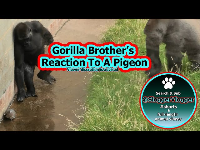 GOATBED / お前の犬になりたい＆ Kill 2 Birds with 1 Your dog's appetite never fades! - YouTube