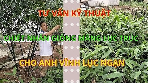 Tư vấn kỹ thuật chiết nhân giống măng lục trúc cho Anh Vĩnh Lục Ngạn
