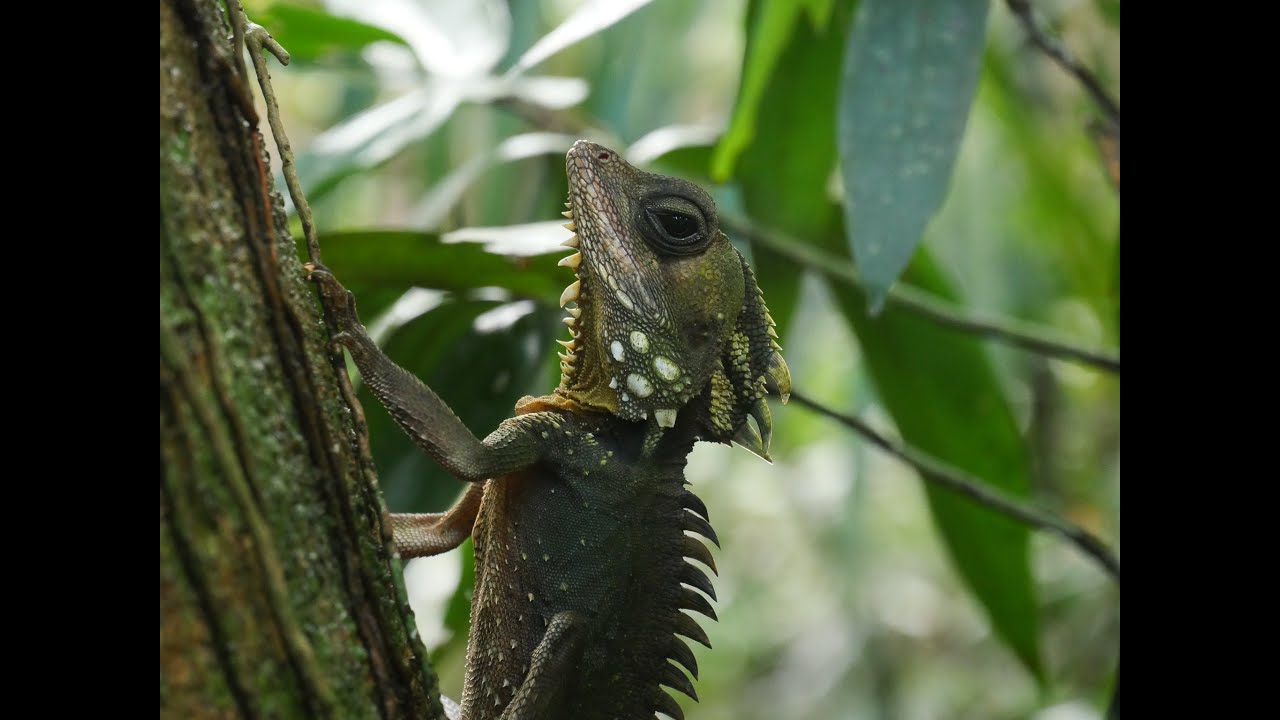Day in the Daintree Forest: Adventure, Nature, and Crocodiles!
