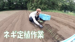 20200530-31 和泉高校付近圃場 ネギ定植作業