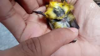 HOW TO DIFFERENTIATE MALE AND FEMALE SOGON