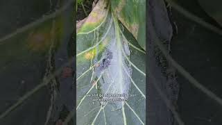 Growing Food In Cold Weather