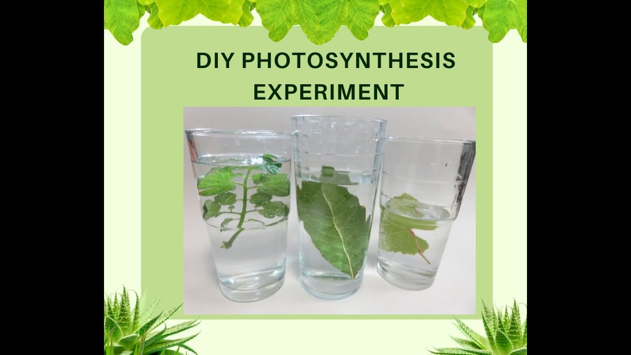 DIY Photosynthesis Experiment YouTube