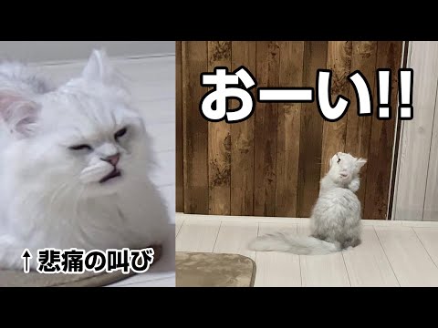 【隠し撮り】寂しくて鳴きまくる子猫【チンチラペルシャ】