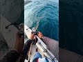 automatic drag 😱🎣🥳.                                          #fishing #fish #sea
