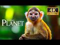 Magnificent Animals Planet 4K 🌍 Incredible Wildlife Discovery with Peaceful Piano Music for Sleep