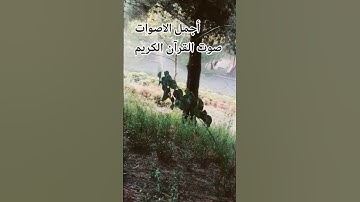 اللهم😍😘 اجعل القرآن ربيع قلوبنا ونور صدورنا سورة الحشر للقارئ ماهر المعيقلي #المصحف #راحة_نفسية 😍😘🤲