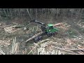 Reportažas iš pjaunamo miško. Sužinosite kokia tvarka kertami miškai