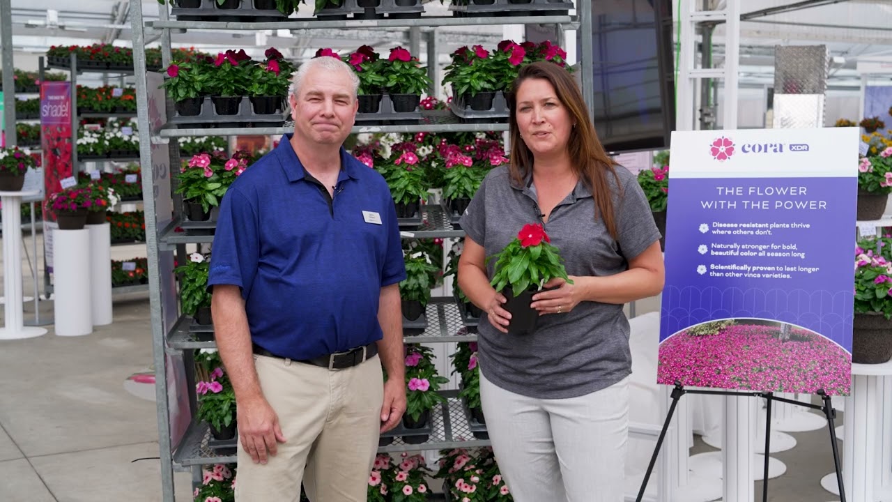 Cora® XDR Polka Dot | Syngenta Flowers