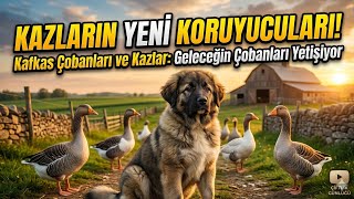 BU KÖPEKLER NEDEN KAZ YEMİYOR?#kazçobanköpeği