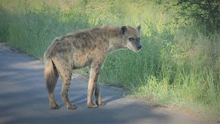 Top 10 Loud Animals | The loudest animals in the world | The loud voice animals