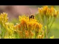 From odors to ecosystems: Rabbitbrush's vital role in Southern Utah ecosystems