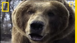 How to Survive a Grizzly Attack | National Geographic