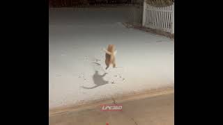 Cat jumps up in air at falling snow