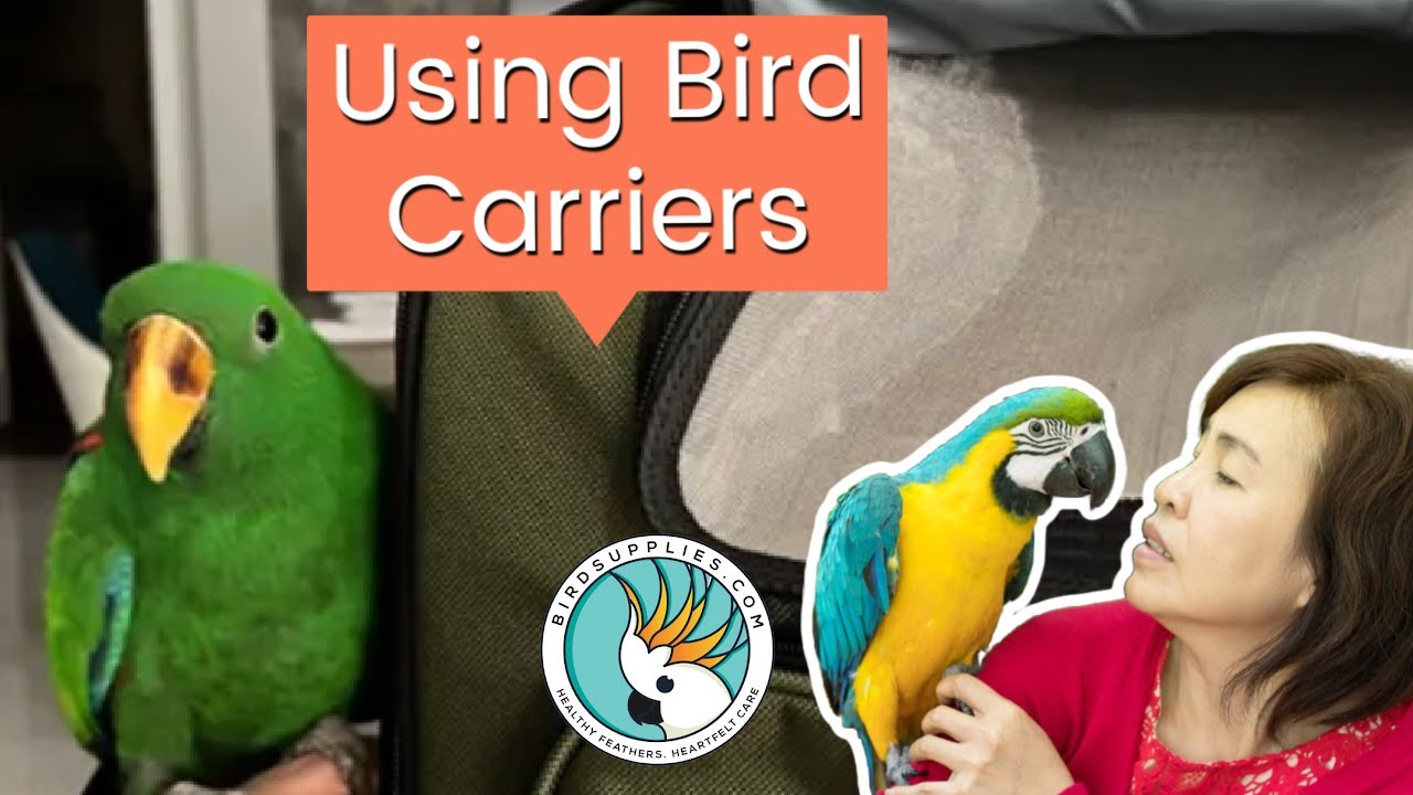 6 Unexpected Ways To Use A Bird Carrier YouTube