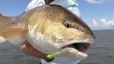 The Science Behind The Bull Redfish Migration